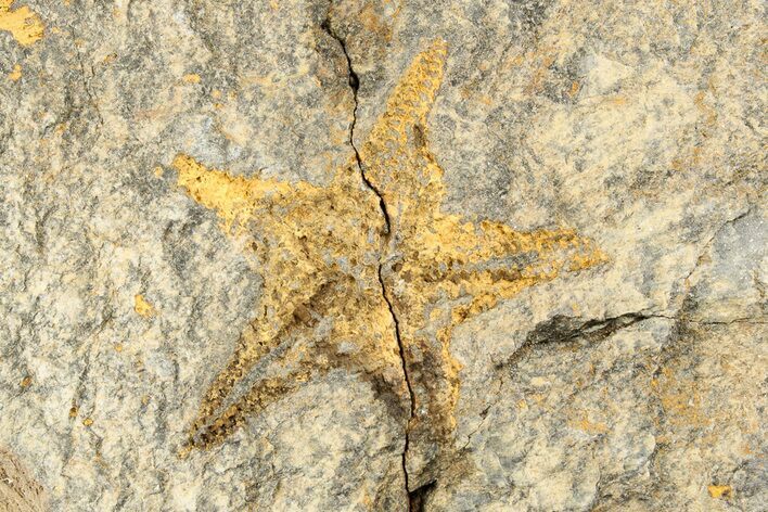 Ordovician Starfish (Petraster?) Fossil - Morocco #193752
